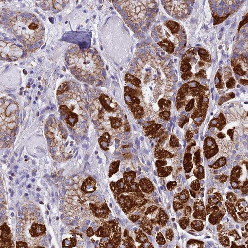 Immunohistochemical staining of human stomach shows strong cytoplasmic positivity in glandular cells.