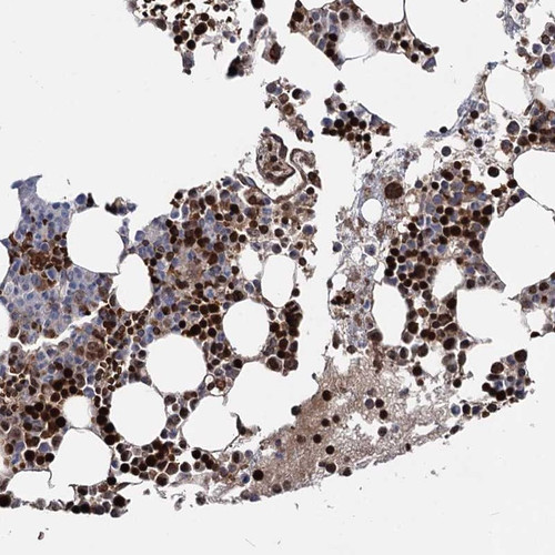 Immunohistochemical staining of human bone marrow shows strong nuclear positivity in bone marrow poietic cells.