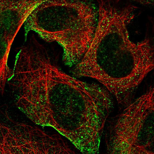 Immunofluorescent staining of human cell line U-2 OS shows localization to plasma membrane.