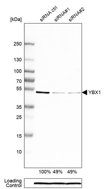 Western blot analysis in HEK293 cells transfected with control siRNA, target specific siRNA probe #1 and #2, using Anti-YBX1 antibody. Remaining relative intensity is presented. Loading control: Anti-PPIB.