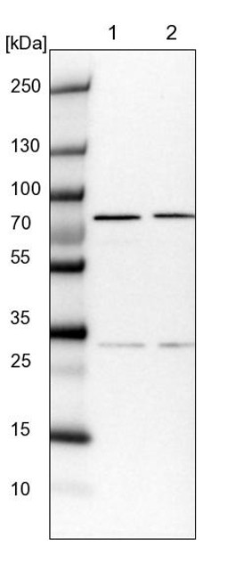 Lane 1: NIH-3T3 cell lysate (Mouse embryonic fibroblast cells)<br/>Lane 2: NBT-II cell lysate (Rat Wistar bladder tumour cells)
