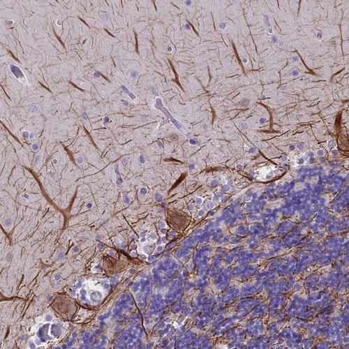 Immunohistochemical staining of human cerebellum shows strong cytoplasmic positivity in Purkinje cells.