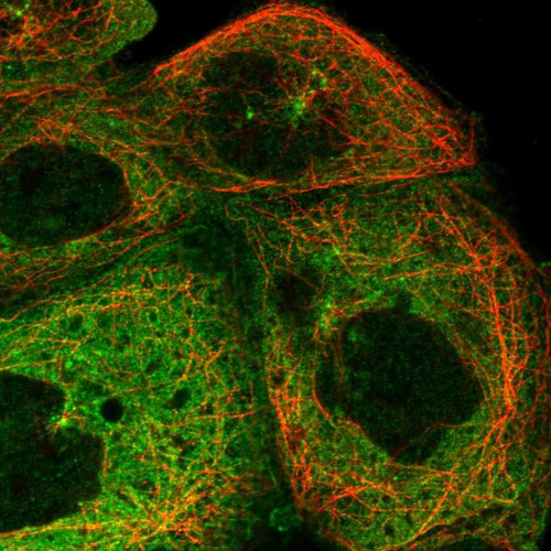 Immunofluorescent staining of human cell line A-431 shows localization to cytosol & microtubule organizing center.