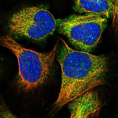 Immunofluorescent staining of human cell line U-2 OS shows localization to cytosol.