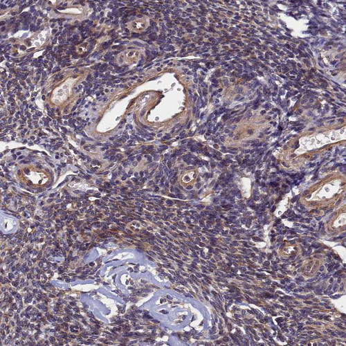 Immunohistochemical staining of human Ovary shows moderate cytoplasmic positivity in follicle cells.