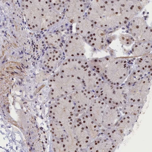 Immunohistochemical staining of human stomach, lower shows strong nuclear positivity in glandular cells.