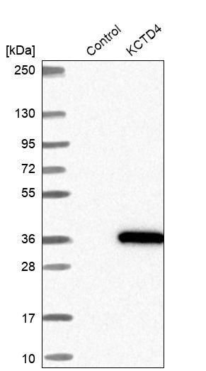 Western blot analysis in control (vector only transfected HEK293T lysate) and KCTD4 over-expression lysate (Co-expressed with a C-terminal myc-DDK tag (~3.1 kDa) in mammalian HEK293T cells, LY405055).