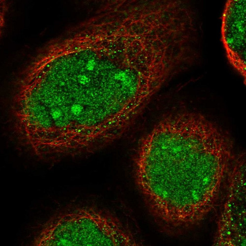 Immunofluorescent staining of human cell line A-431 shows localization to nucleus & nucleoli.