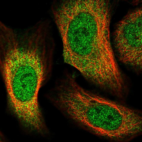 Immunofluorescent staining of human cell line U-2 OS shows localization to nucleoplasm & cytosol.
