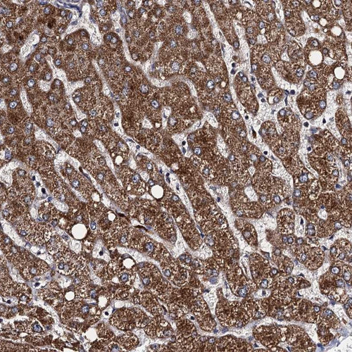 Immunohistochemical staining of human liver shows strong cytoplasmic positivity in hepatocytes.