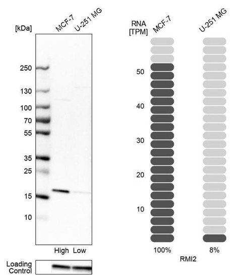 Western blot analysis in human cell lines MCF-7 and U-251MG using Anti-RMI2 antibody. Corresponding RMI2 RNA-seq data are presented for the same cell lines. Loading control: Anti-GAPDH.