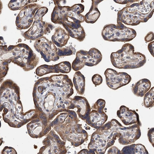 Immunohistochemical staining of human placenta shows strong cytoplasmic positivity in trophoblastic cells.