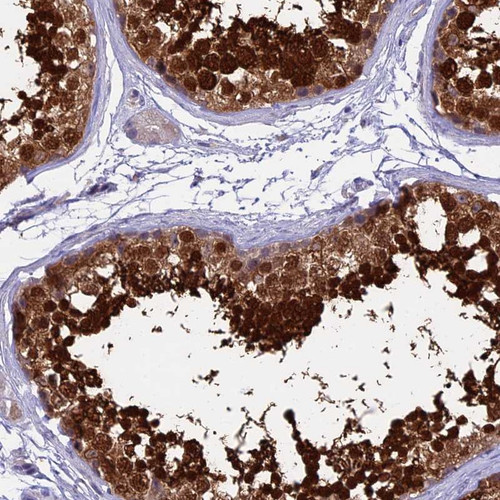 Immunohistochemical staining of human testis shows strong nuclear and cytoplasmic positivity in cells in seminiferus tubules.