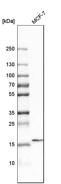 Western blot analysis in human cell line MCF-7.