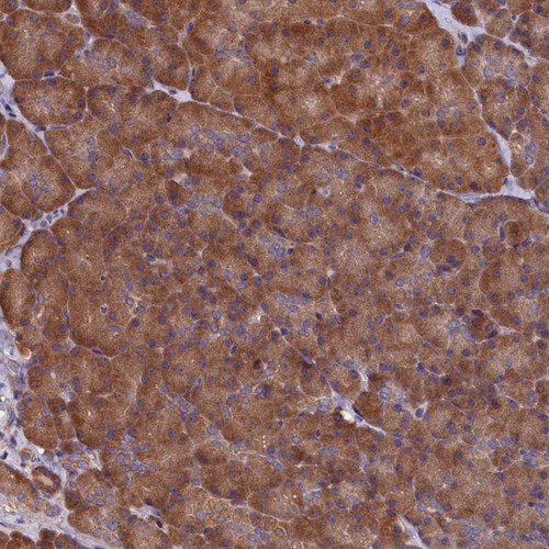 Immunohistochemical staining of human pancreas shows moderate cytoplasmic positivity in exocrine glandular cells.