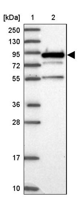 Lane 1: Marker [kDa] 250, 130, 95, 72, 55, 36, 28, 17, 10<br/>Lane 2: Human cell line RT-4