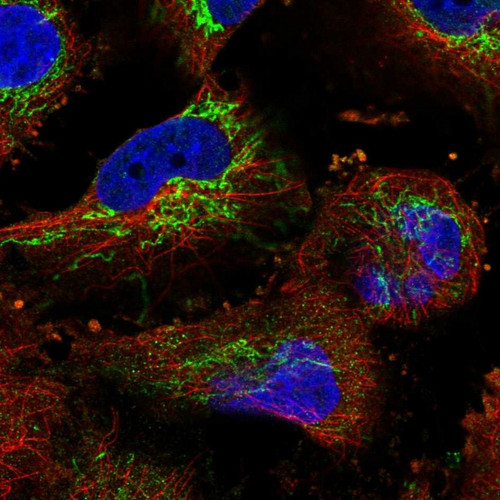 Immunofluorescent staining of human cell line U-251 MG shows localization to mitochondria.