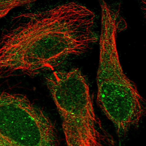 Immunofluorescent staining of human cell line HeLa shows localization to nuclear bodies, nuclear membrane & cytosol.