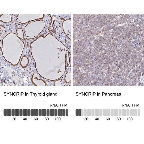 Immunohistochemistry analysis in human thyroid gland and pancreas tissues using Anti-SYNCRIP antibody. Corresponding SYNCRIP RNA-seq data are presented for the same tissues.