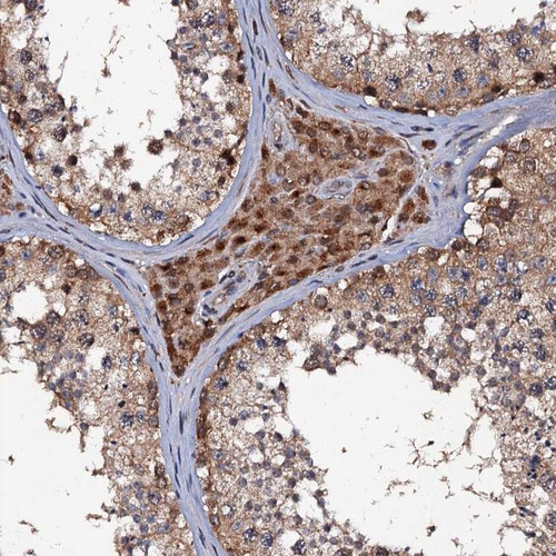 Immunohistochemical staining of human testis shows cytoplasmic positivity in cells in seminiferous ducts and Leydig cells. Immunohistochemical staining of human testis shows cytoplasmic positivity in cells in seminiferous ducts and Leydig cells.