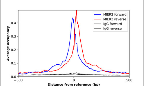 ChIP-Exo-Seq composite graph for Anti-MIER2 (HPA041439, Lot R38076) tested in K562 cells. Strand-specific reads (blue: forward, red: reverse) and IgG controls (black: forward, grey: reverse) are plotted against the distance from a composite set of reference binding sites. The antibody exhibits robust target enrichment compared to a non-specific IgG control and precisely reveals its structural organization around the binding site. Data generated by Prof. B. F. Pugh's Lab at Cornell University.