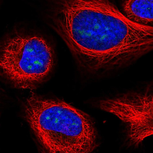 Immunofluorescent staining of human cell line U-2 OS shows localization to nucleoli.