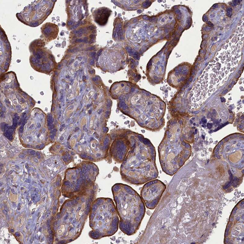 Immunohistochemical staining of human placenta shows strong membraneous positivity in trophoblastic cells.