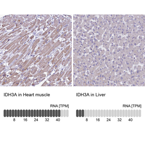 Immunohistochemistry analysis in human heart muscle and liver tissues using HPA041465 antibody. Corresponding IDH3A RNA-seq data are presented for the same tissues.