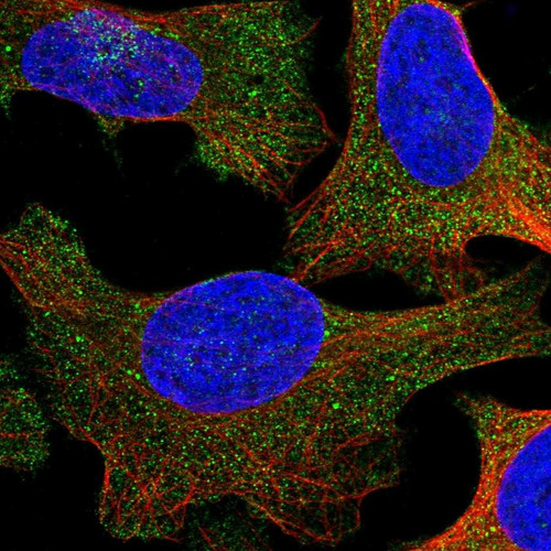 Immunofluorescent staining of human cell line U-2 OS shows localization to cytosol.