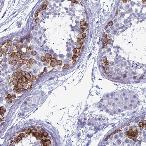 Immunohistochemical staining of human testis shows strong cytoplasmic positivity in subset of cells of seminiferus ducts.