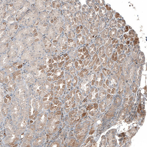 Immunohistochemical staining of human Stomach shows moderate extracellular space positivity in glandular cells.