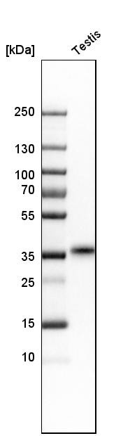 Western blot analysis in human testis tissue.