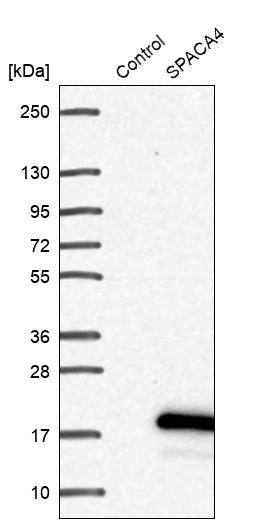 Western blot analysis in control (vector only transfected HEK293T lysate) and SPACA4 over-expression lysate (Co-expressed with a C-terminal myc-DDK tag (~3.1 kDa) in mammalian HEK293T cells, LY408827).