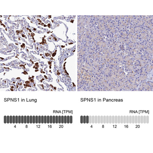 Immunohistochemistry analysis in human lung and pancreas tissues using HPA041995 antibody. Corresponding SPNS1 RNA-seq data are presented for the same tissues.