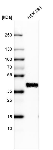 Western blot analysis in human cell line HEK 293.