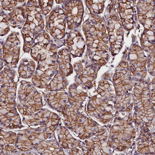 Immunohistochemical staining of human stomach shows membranous and cytoplasmic positivity in glandular cells.