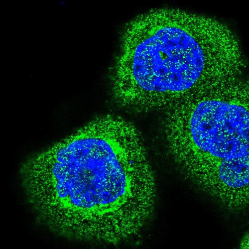 Immunofluorescent staining of human cell line A-431 shows localization to plasma membrane, cytosol & the Golgi apparatus.