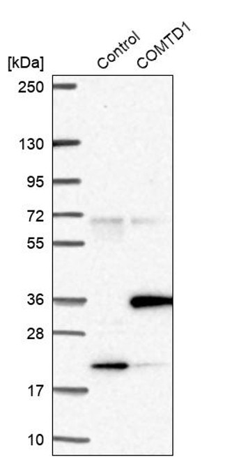Western blot analysis in control (vector only transfected HEK293T lysate) and COMTD1 over-expression lysate (Co-expressed with a C-terminal myc-DDK tag (~3.1 kDa) in mammalian HEK293T cells, LY408263).