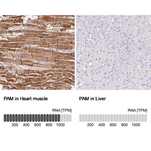 Immunohistochemistry analysis in human heart muscle and lymph node tissues using Anti-PAM antibody. Corresponding PAM RNA-seq data are presented for the same tissues.