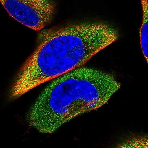 Immunofluorescent staining of human cell line U-251 MG shows localization to cytosol.