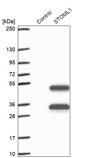 Western blot analysis in control (vector only transfected HEK293T lysate) and STOML1 over-expression lysate (Co-expressed with a C-terminal myc-DDK tag (~3.1 kDa) in mammalian HEK293T cells, LY417743).