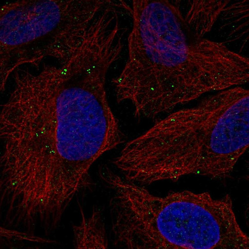 Immunofluorescent staining of human cell line U-2 OS shows localization to vesicles.