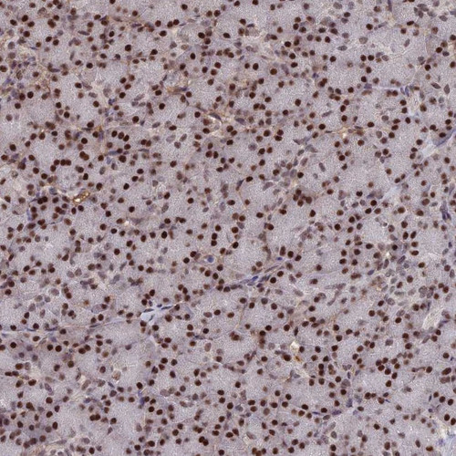 Immunohistochemical staining of human pancreas shows strong nuclear positivity in exocrine glandular cells.