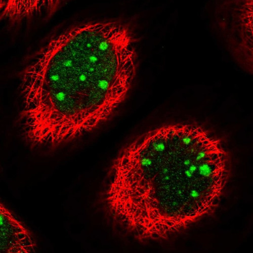 Immunofluorescent staining of human cell line A-431 shows localization to nucleus & nucleoli.