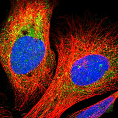 Immunofluorescent staining of human cell line U-2 OS shows localization to nucleoli & mitochondria.