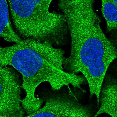 Immunofluorescent staining of human cell line U-2 OS shows localization to plasma membrane & cytosol.