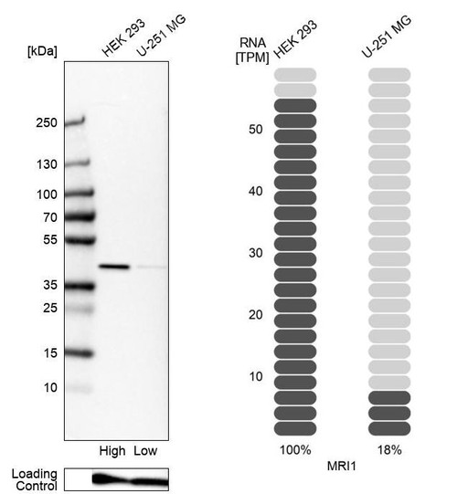 Western blot analysis in human cell lines HEK293 and U-251MG using Anti-MRI1 antibody. Corresponding MRI1 RNA-seq data are presented for the same cell lines. Loading control: Anti-PFN1.