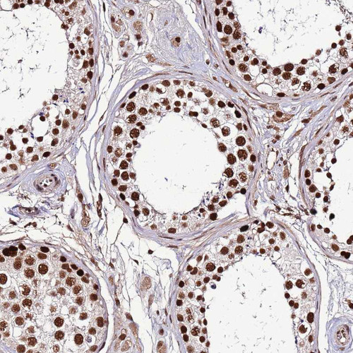 Immunohistochemical staining of human testis shows strong nuclear positivity in cells in seminiferous ducts.