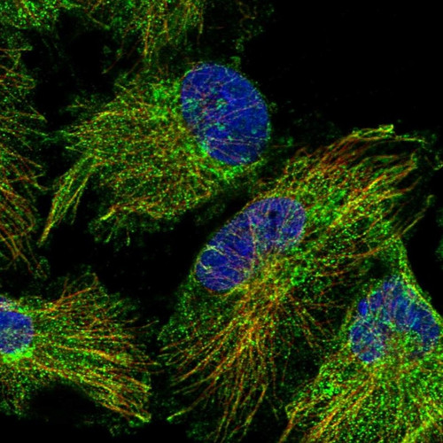 Immunofluorescent staining of human cell line U-251 MG shows localization to cytosol & microtubules.