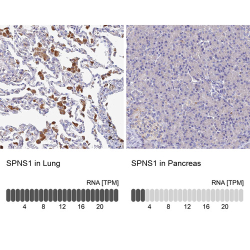 Immunohistochemistry analysis in human lung and pancreas tissues using HPA042988 antibody. Corresponding SPNS1 RNA-seq data are presented for the same tissues.